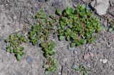 Portulaca oleracea