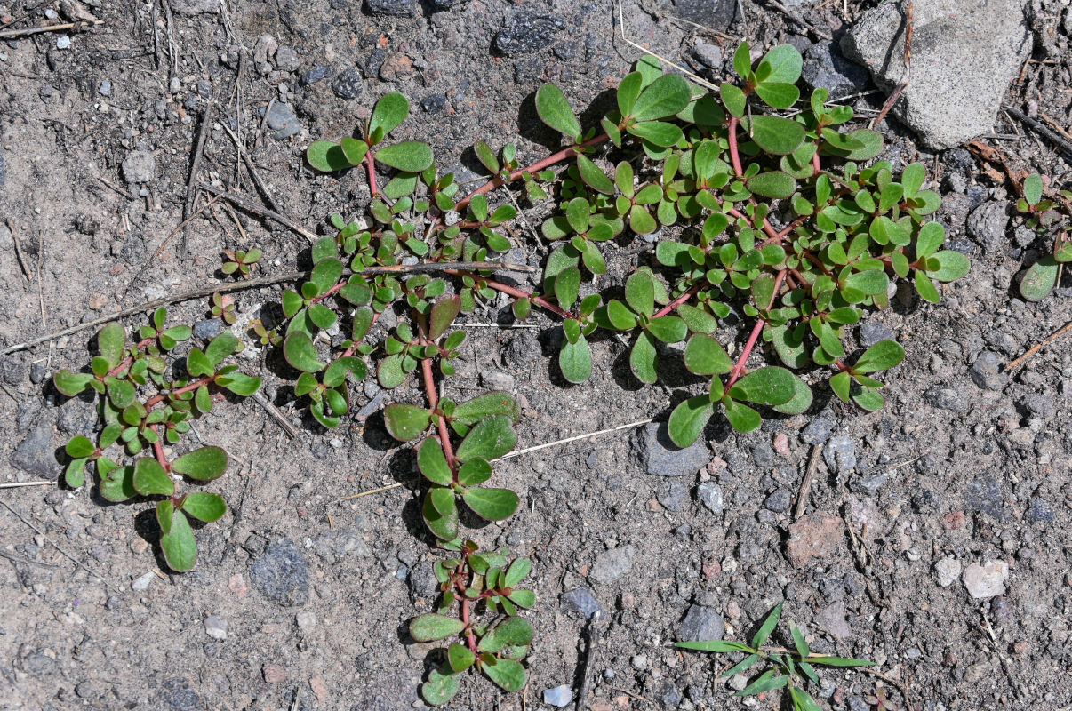 Изображение особи Portulaca oleracea.