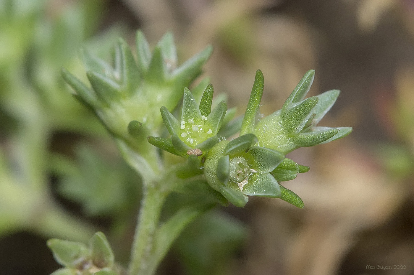 Изображение особи Scleranthus annuus.