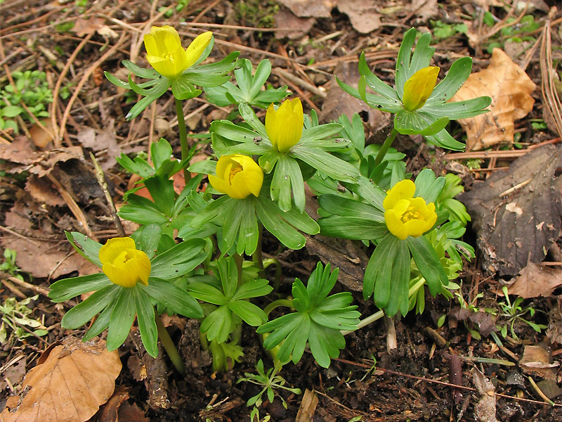 Image of Eranthis hyemalis specimen.