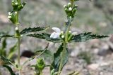 Phlomoides zenaidae. Часть соцветия с цветками аномального белого цвета. Казахстан, Алматинская обл., хр. Торайгыр, галечниковый склон. 6 мая 2024 г.