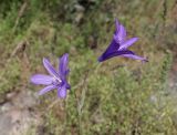 Ixiolirion tataricum