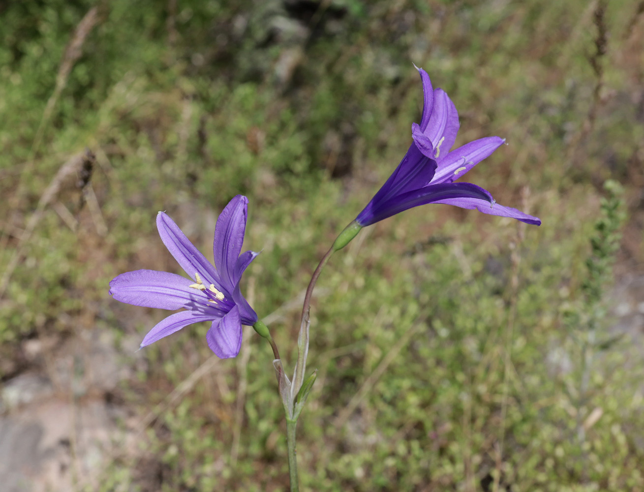 Image of Ixiolirion tataricum specimen.