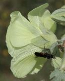 Alcea rugosa