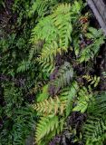 Woodwardia unigemmata
