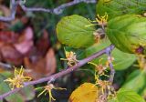 род Hamamelis