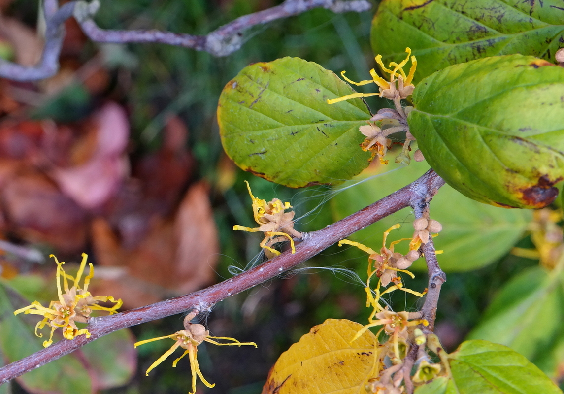 Image of genus Hamamelis specimen.