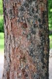 Picea glauca. Часть ствола. Псковская обл., г. Псков. 08.06.2006.
