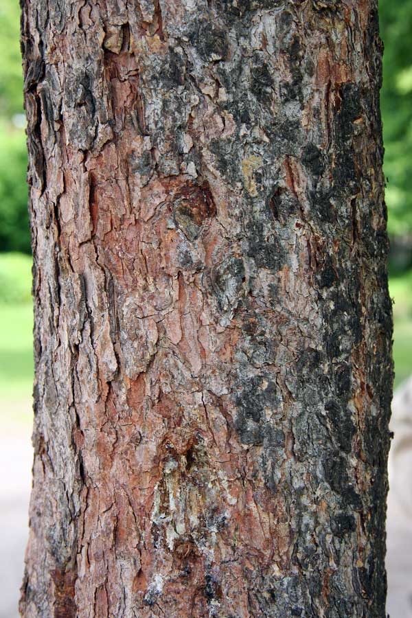 Image of Picea glauca specimen.