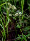 Galium physocarpum