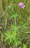 Geranium collinum
