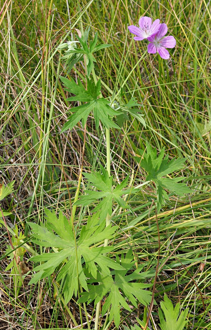 Image of Geranium collinum specimen.