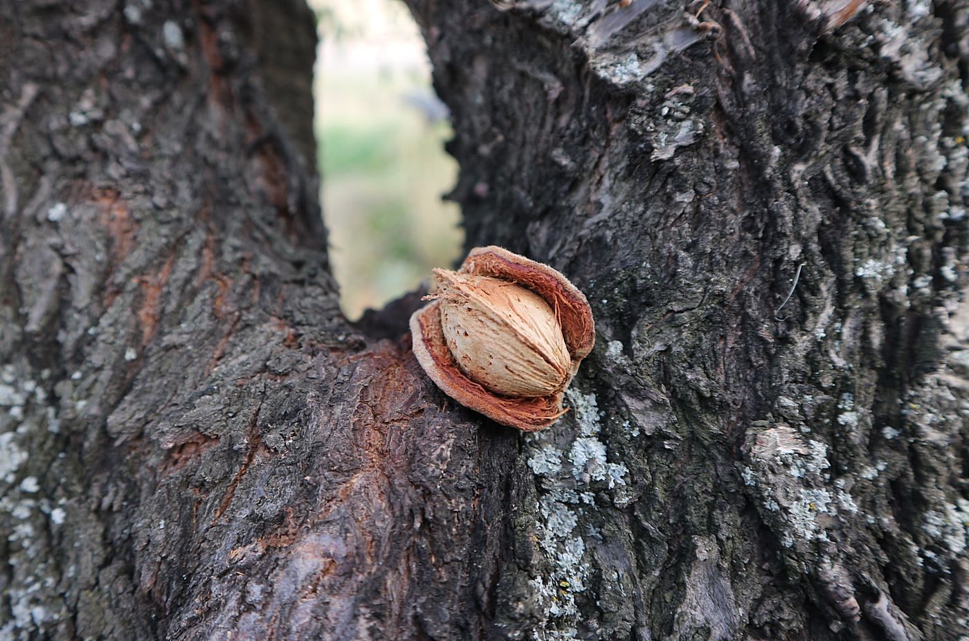 Image of Amygdalus communis specimen.