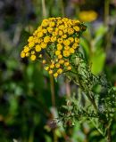 Tanacetum vulgare. Общее соцветие. Вологодская обл., Кирилловский р-н, с. Горицы, луг. 12.07.2024.