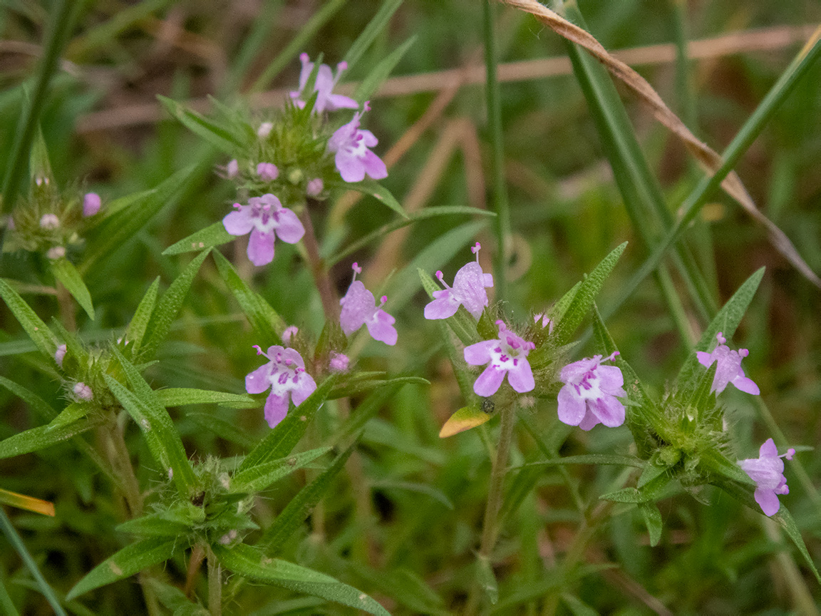Image of Thymus roegneri specimen.