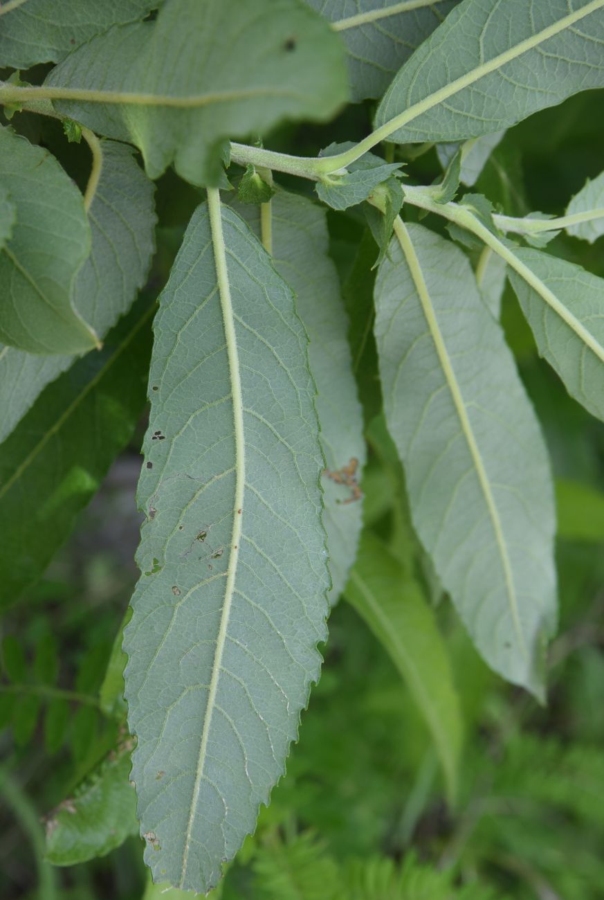 Image of Salix cinerea specimen.