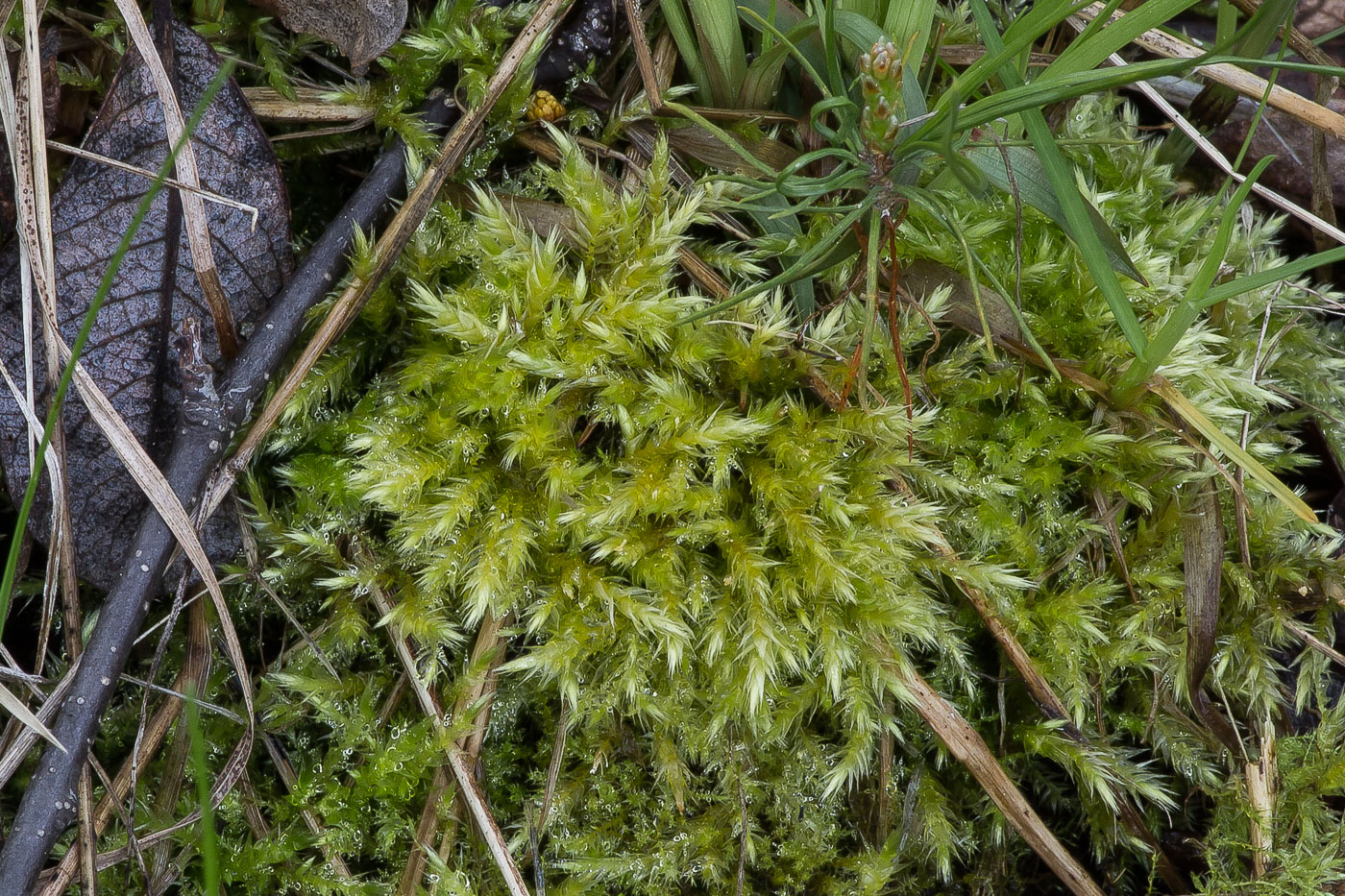 Изображение особи семейство Brachytheciaceae.