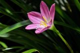 род Zephyranthes. Верхушка побега с цветком. Вьетнам, пров. Даклак, г. Буонметхуот, парк на территории этнографического музея (Dak Lak Museum), в культуре. 04.08.2024.