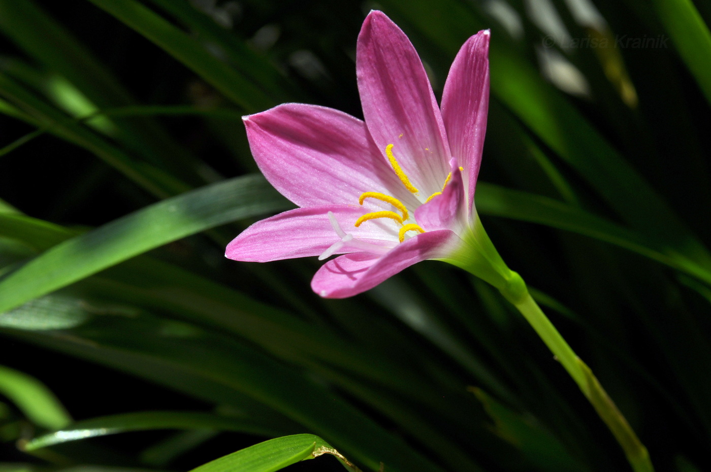Image of genus Zephyranthes specimen.