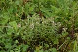 род Thymus