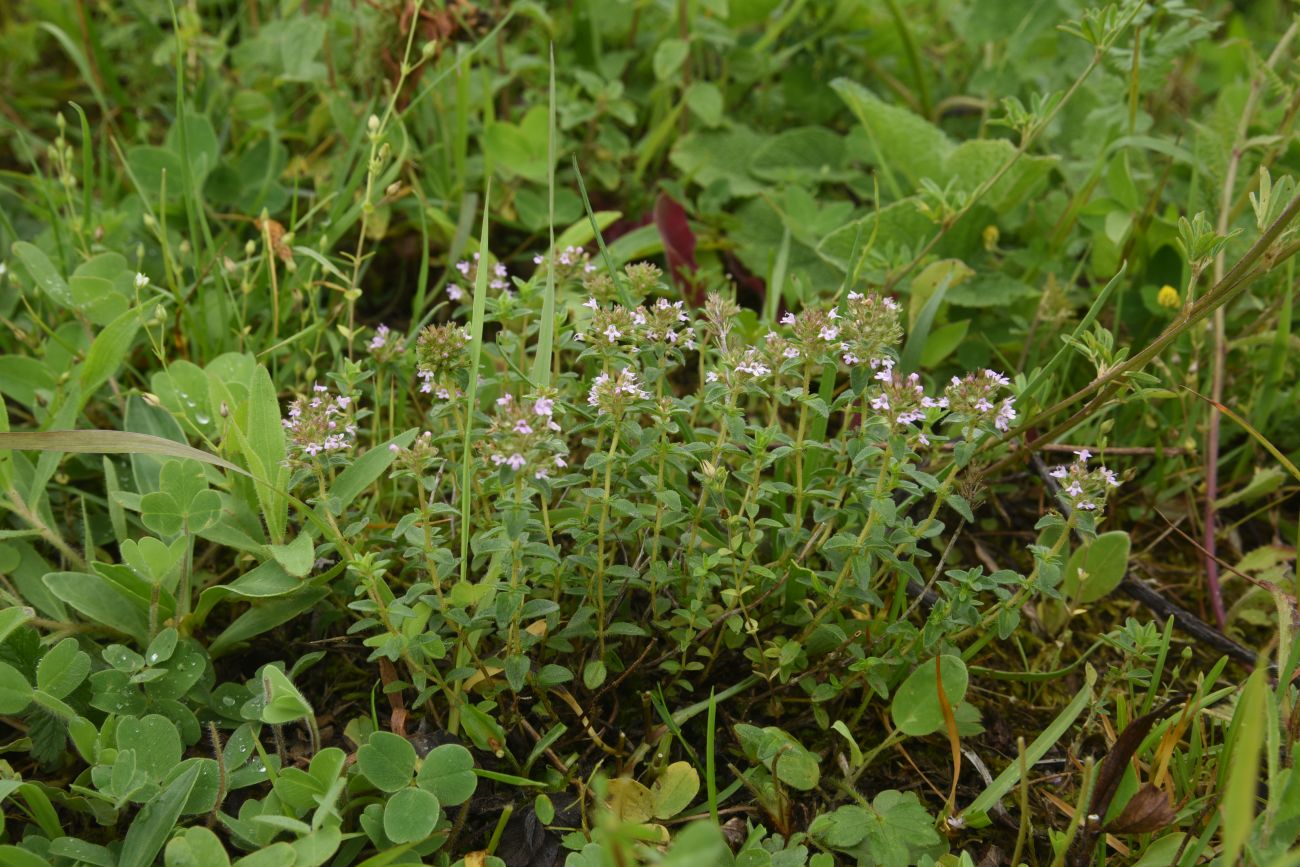 Image of genus Thymus specimen.