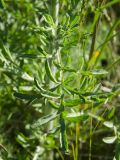 род Centaurea