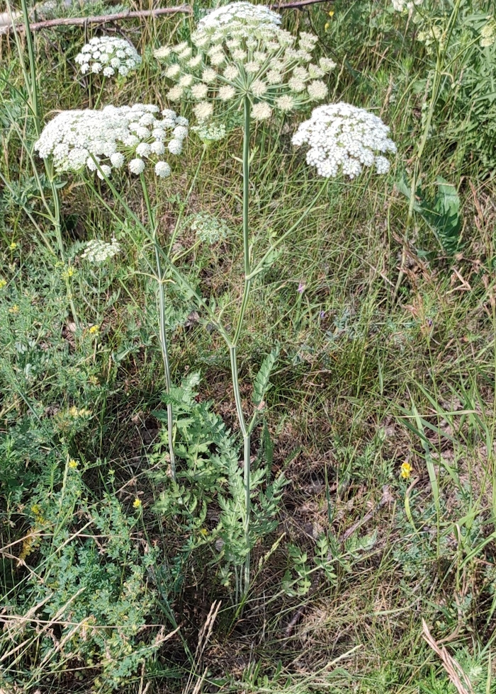 Image of Seseli libanotis specimen.