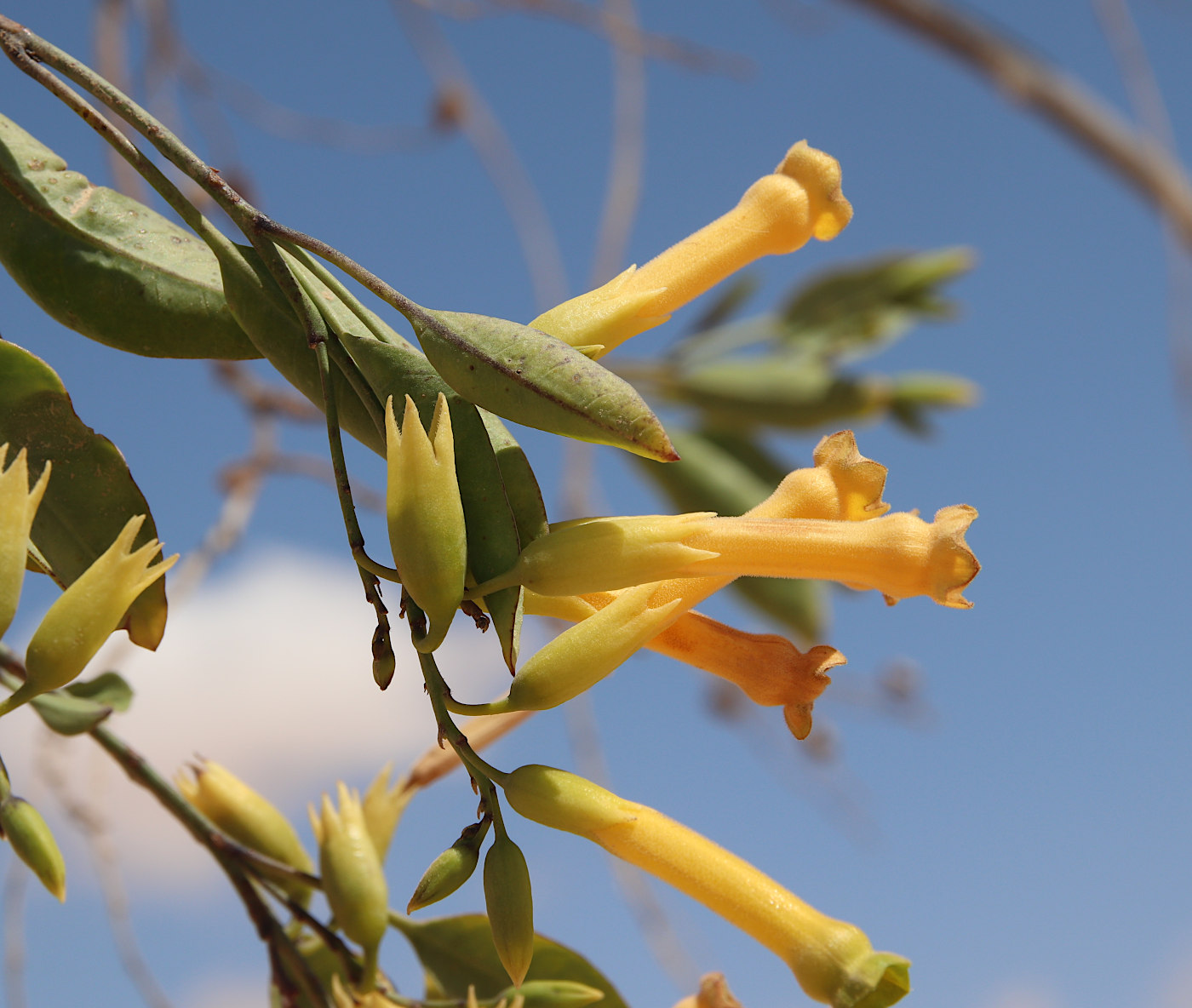 Изображение особи Nicotiana glauca.