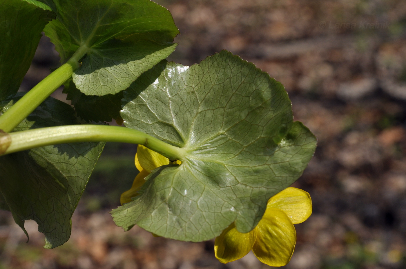 Image of Caltha silvestris specimen.