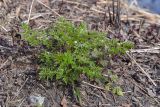 Anthriscus sylvestris