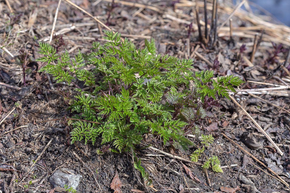 Image of Anthriscus sylvestris specimen.