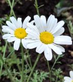 Pyrethrum cinerariifolium