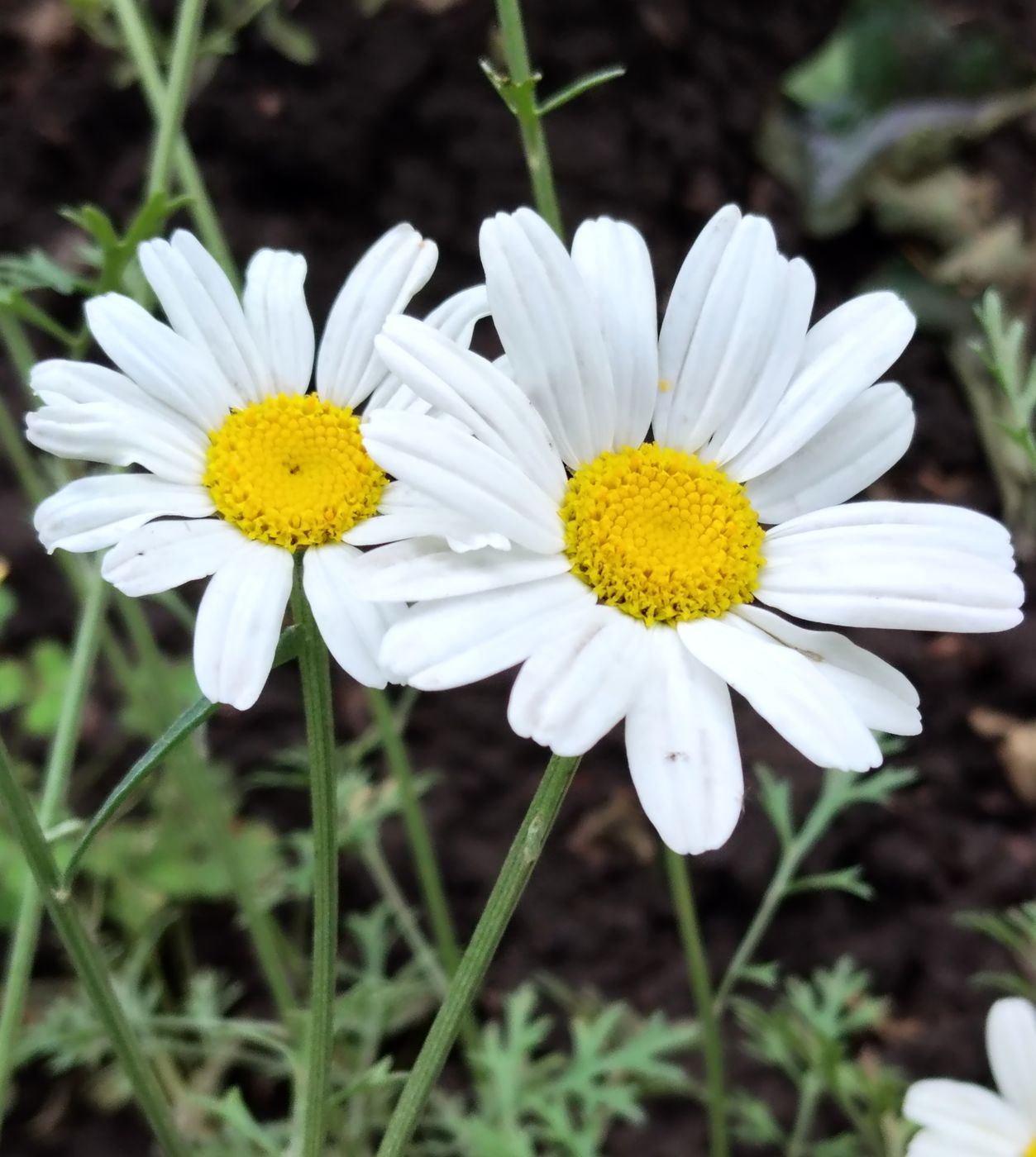 Изображение особи Pyrethrum cinerariifolium.