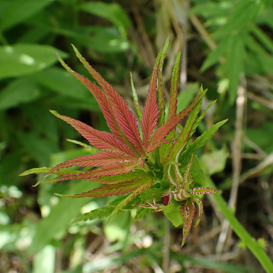Image of Filipendula palmata specimen.