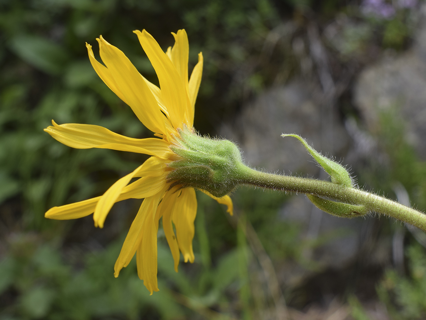 Image of Arnica montana specimen.
