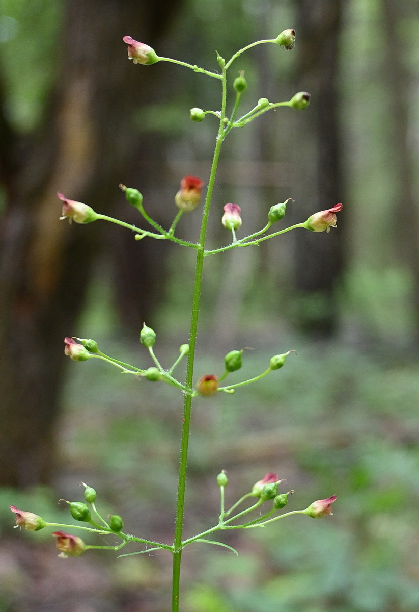 Image of Scrophularia nodosa specimen.