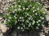 Minuartia biflora