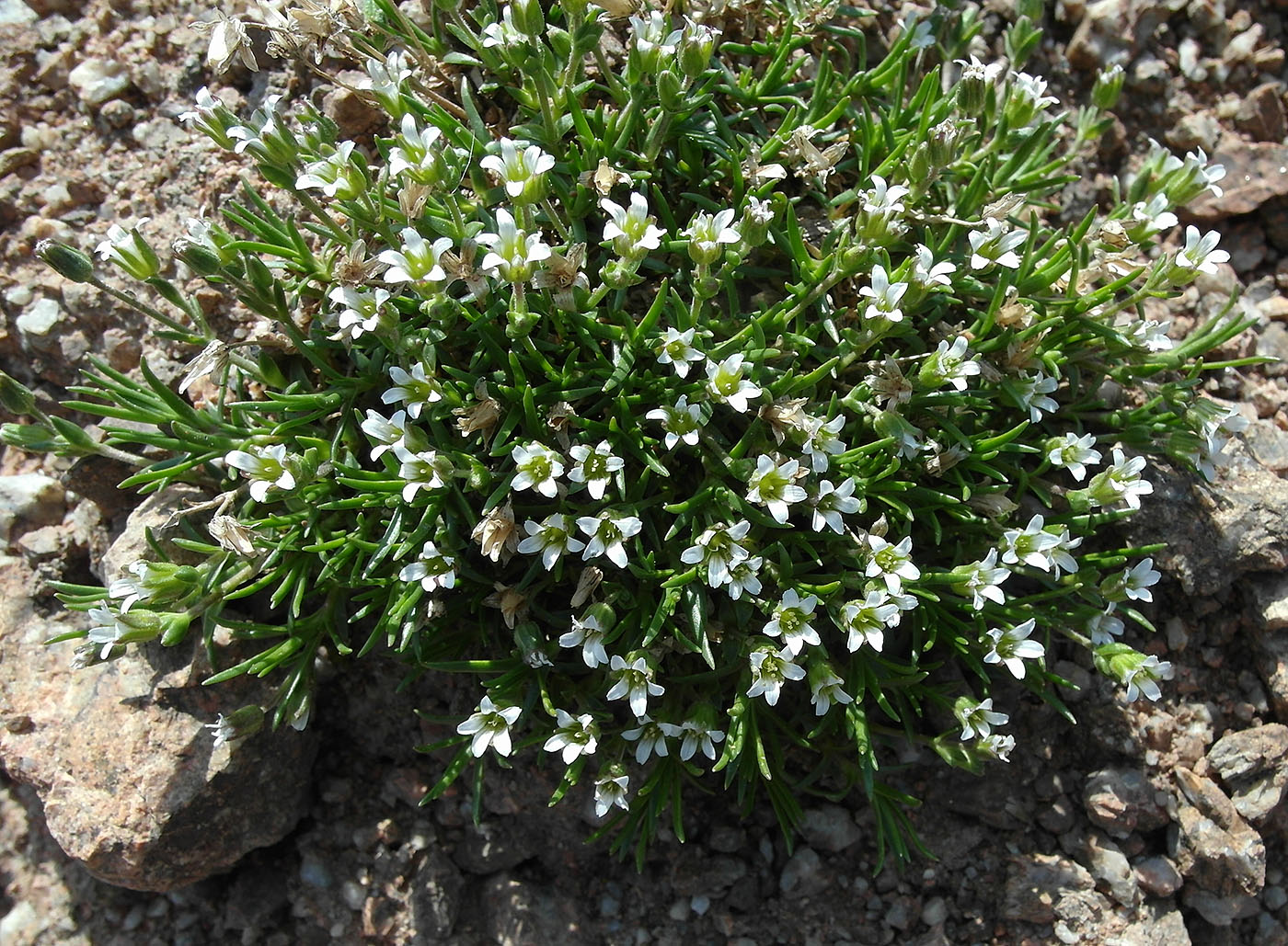 Image of Minuartia biflora specimen.