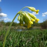Primula veris. Верхушка побега с соцветием. Ленинградская обл., Гатчинский р-н, окр. пос. Пудость, берег р. Ижора, луг. 21.05.2025.