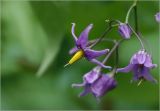 Solanum dulcamara. Цветки. Московская обл., Раменский р-н, окр. дер. Хрипань, садовый участок. 08.08.2025.