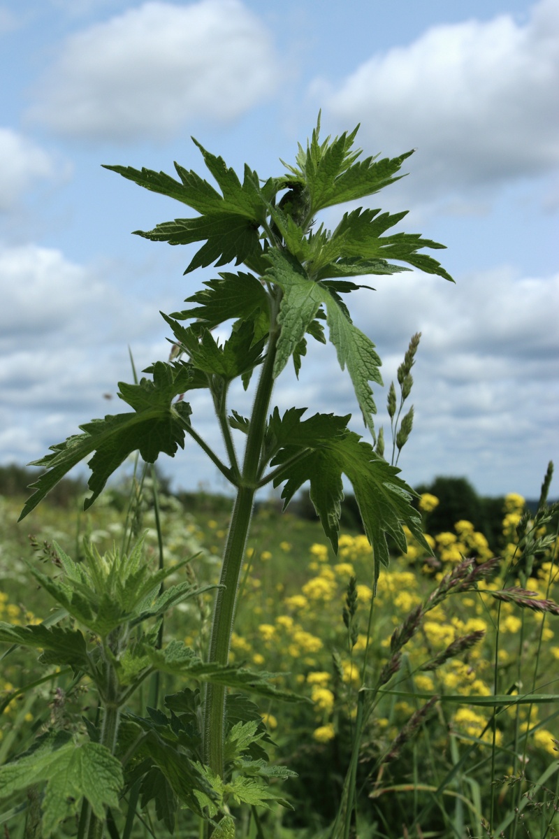 Изображение особи Leonurus quinquelobatus.