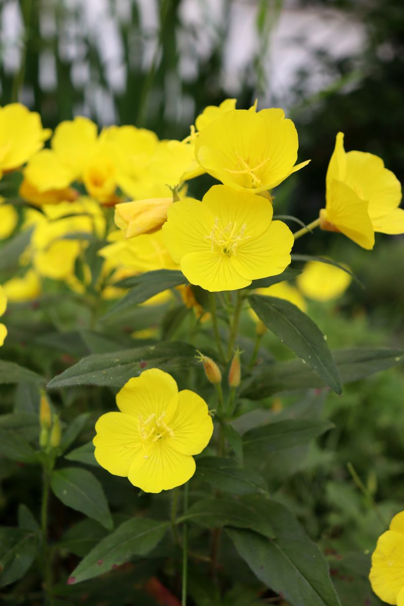 Image of genus Oenothera specimen.