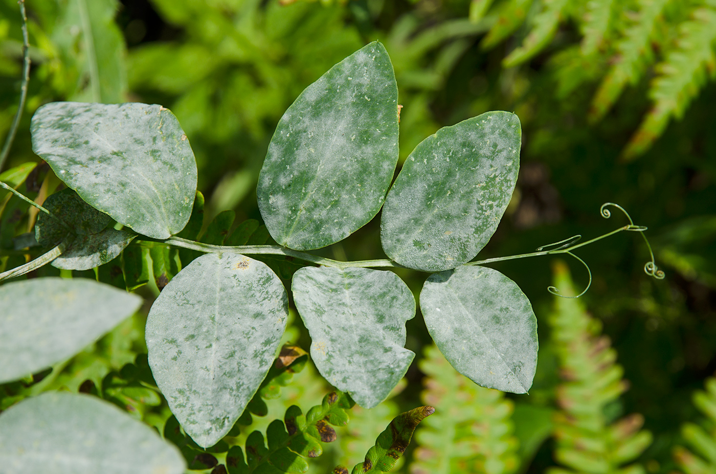 Изображение особи Lathyrus pisiformis.