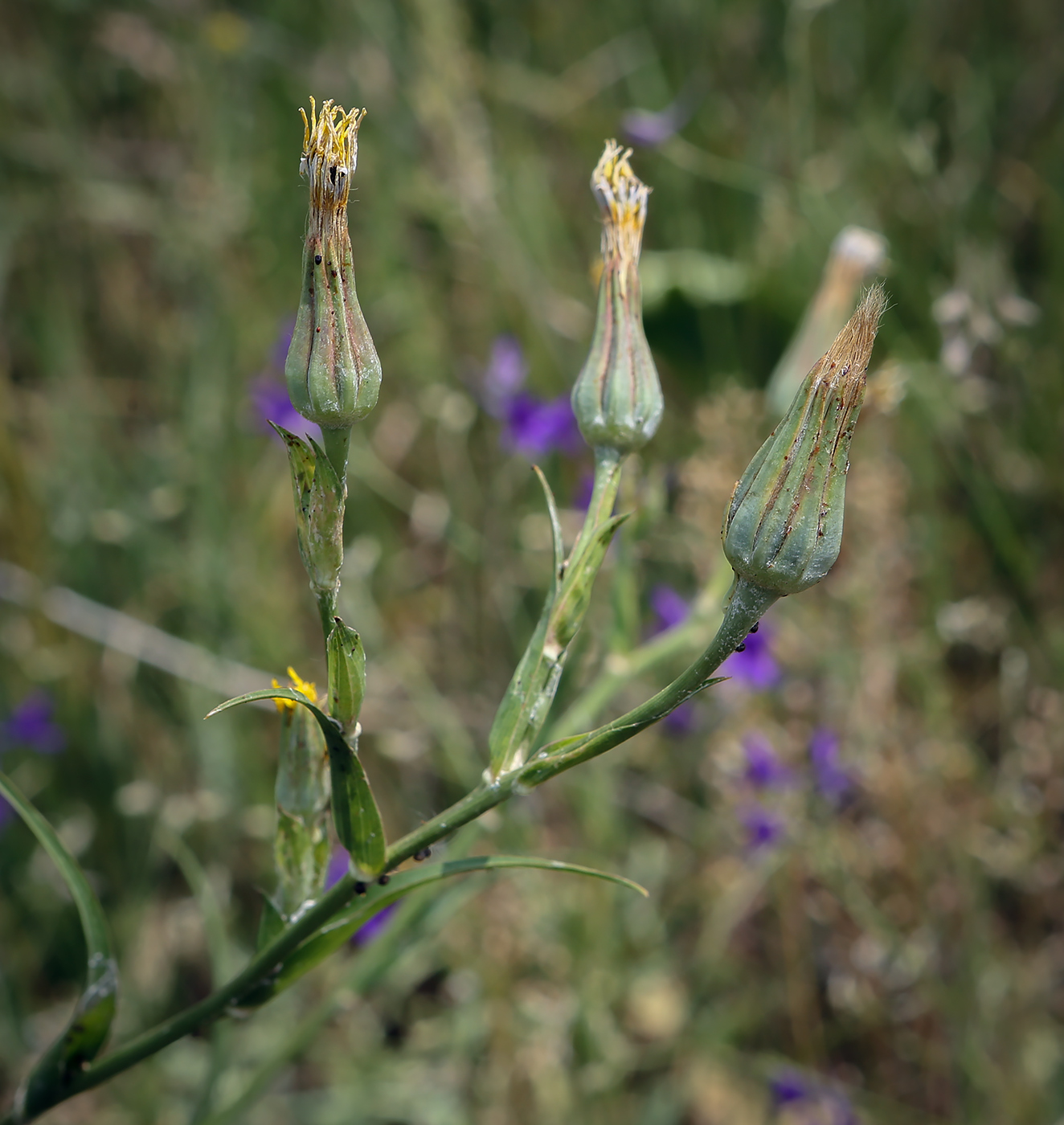 Изображение особи род Tragopogon.