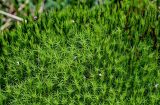 род Polytrichum