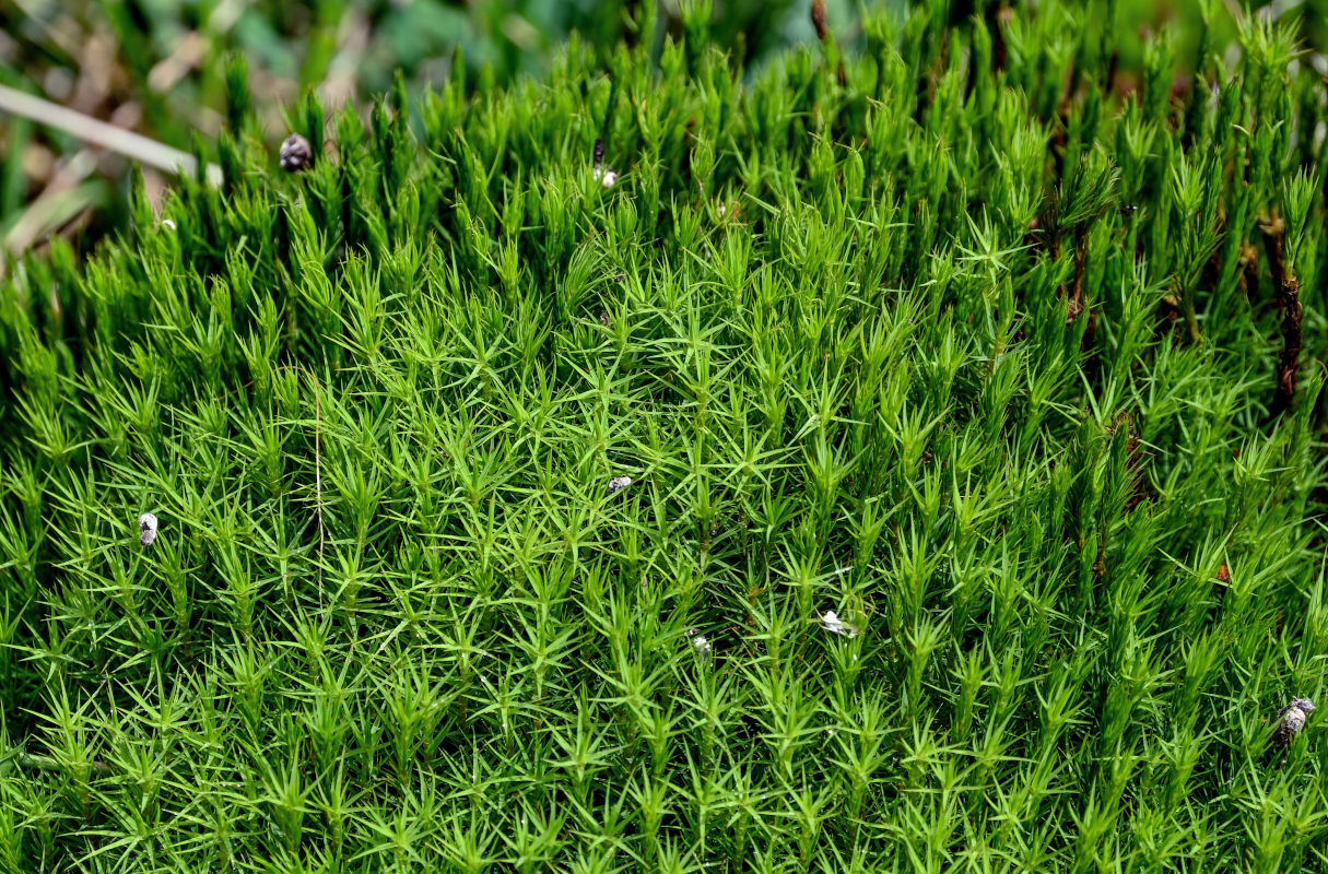 Изображение особи род Polytrichum.