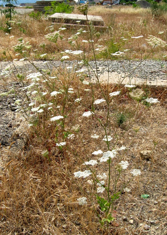 Изображение особи Pimpinella peregrina.