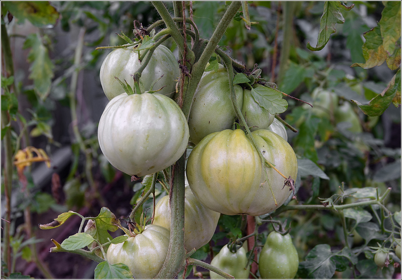 Изображение особи Lycopersicon esculentum.