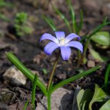 Chionodoxa luciliae. Цветущее растение. Самарская обл., г. Самара, Ботанический сад Самарского университета, в культуре. 12.04.2024.
