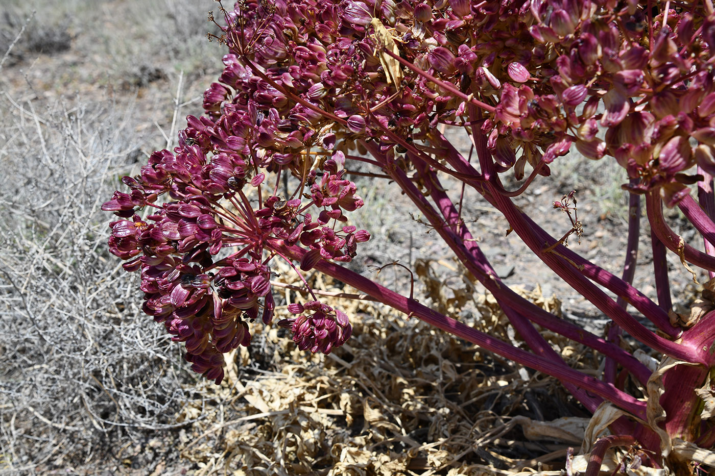 Image of Ferula iliensis specimen.